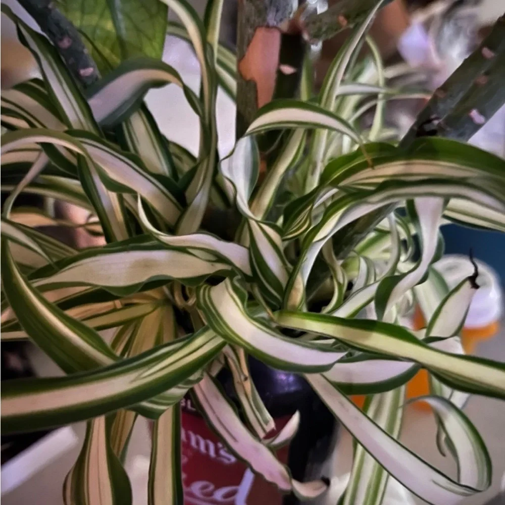 Variegated Spider Plant - Green and Cream Home Accent
